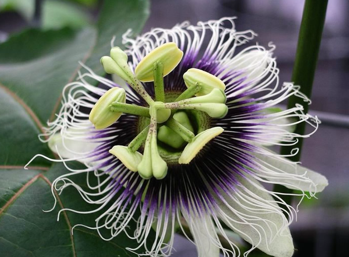 ART – PASSION FRUIT